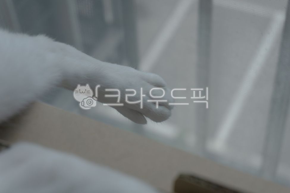 atmosphere,cat toe,cute,animal feet,Pets,vintage,cat,animal,fluffy,pet