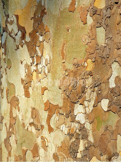 나무결,질감,텍스쳐,wood,texture,나무무늬,재질,tree,식물,껍질,표면,배경,나무문양,나무,trees,wood
