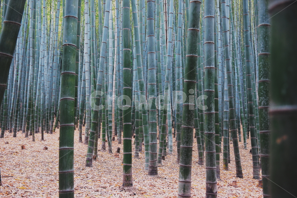 대나무,고요,경관,자연,풍광,nature,landscape,한국자연풍경,koreanaturelandscape,감성,감정,sensible,feeling,emotion,계절,season,마을,rural,한국전통,한국문화,koreatraditional,koreaculture,plant,나무,trees,wood,식물,자연,plants,nature,나무,trees,wood