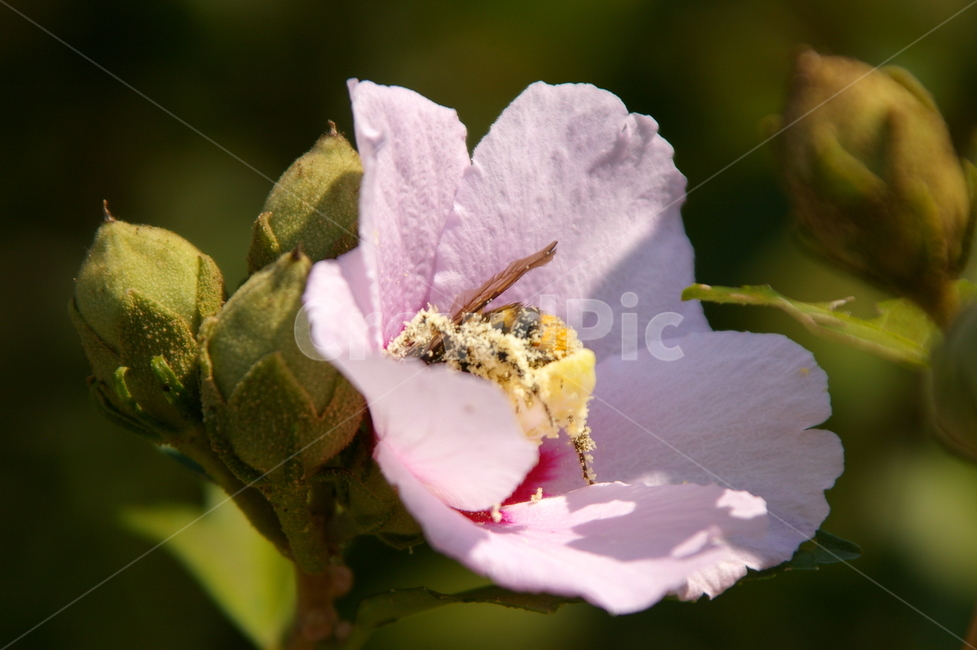 꽃,식물,꽃잎,flower,blossom,무궁화,벌,식물,자연,plants,nature,꽃,flower