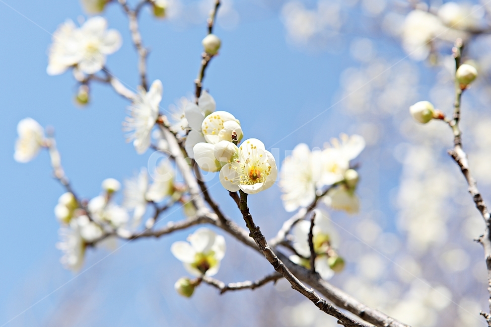 매화,매화꽃,꽃,꽃잎,봄꽃,봄,식물,자연,공원,식물,자연,plants,nature,꽃,flower
