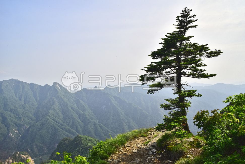 A national park,pine tree,healing,mountain,high mountain,Korean natural scenery,ridge,Mt Seolark,nature,tree,mountain range,evergreen,peaks,outdoor,environment,outdoors,softwood,background