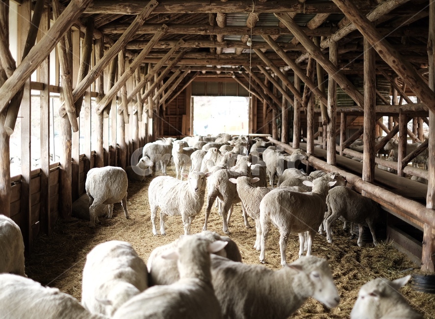 양,양떼목장,대관령,동물,목장,동물,animal,포유류,mammal,산업,industry,industrial,목축업,목장,livestock farming,ranching,pasture
