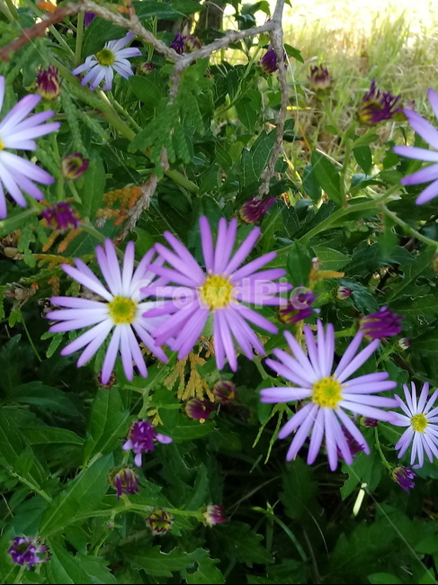 아스타,식물,꽃,flower,plant,(aster,식물,자연,plants,nature,꽃,flower