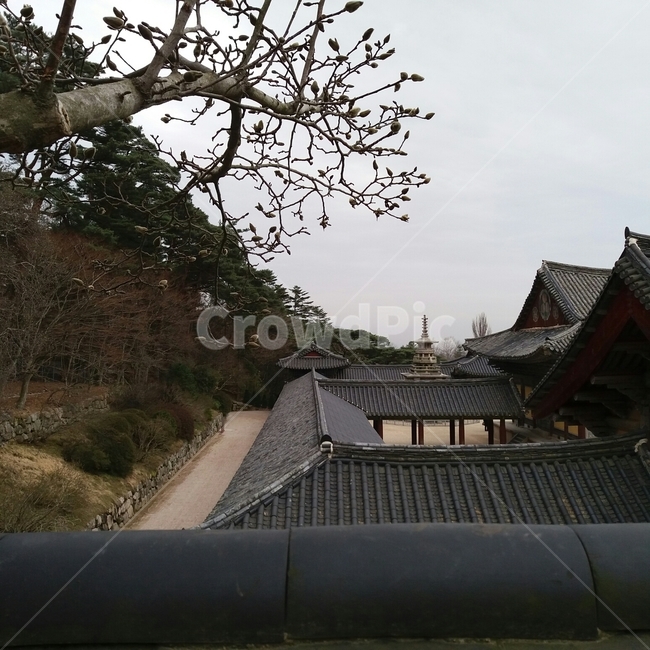 roof,지붕,불국사,경주,한국,문화재