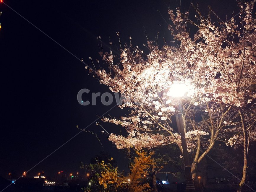 벚꽃,야경,하늘,해,구름,분위기,자연,풍경,감성사진