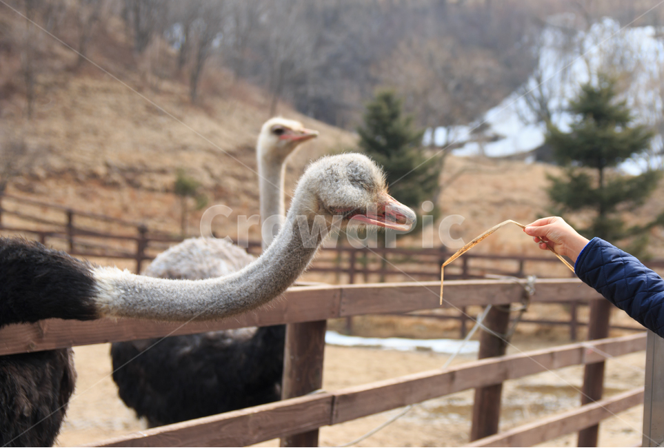 타조,조류,목장,타조목장,새,표정,얼굴,동물,동물원,목,자연,풍경,겨울,동물,animal,조류,새,birds