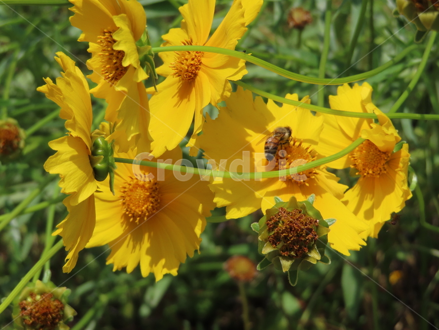 노란색,노란꽃,꿀벌,아름다움,식물,벌레,날벌레,공원,yellow,yellowflowers,honeybees,beauty,plants,bugs,flyingworms,parks
