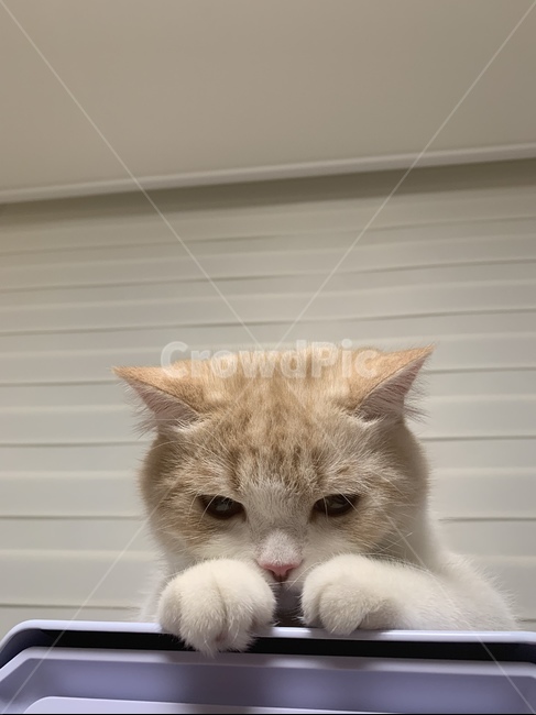 고양이,반려동물,스코티쉬,스트레이트,캣,cat,집사,심기풀편,화남,야옹이,애교쟁이,동물,animal,포유류,mammal,고양이,cat,kitten,kitty