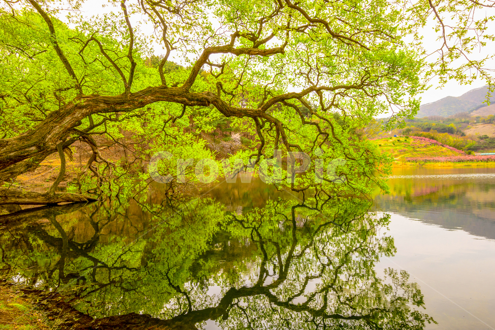 경산,반곡지,봄,초록색,저수지,나무,봄,계절,spring,season,자연,풍경,nature,landscape,한국자연풍경,한국자연경관,korea nature landscape,plant,식물,tree,tree trunk,나무 줄기