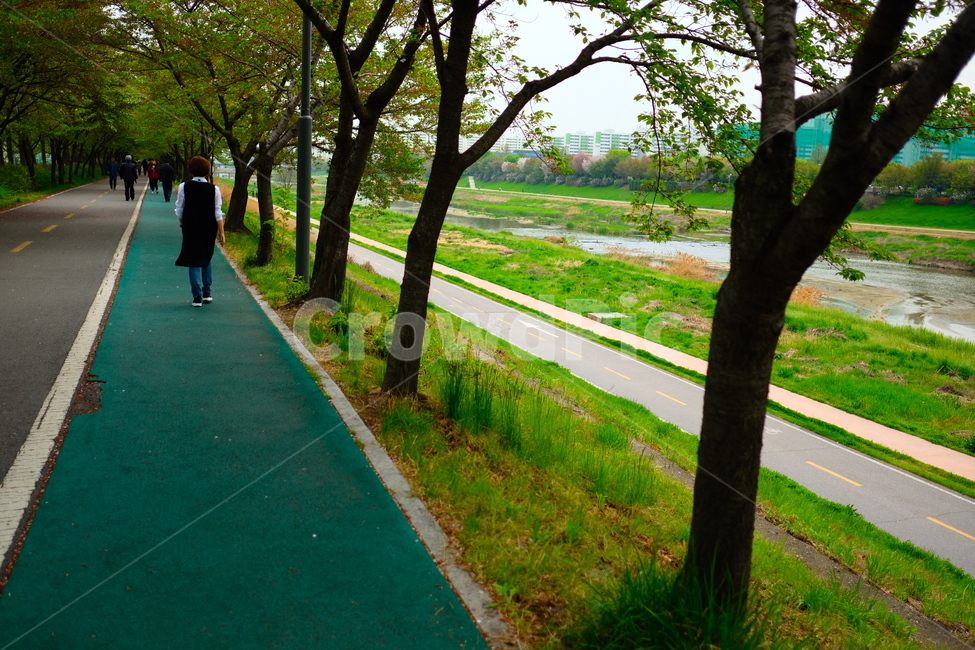 공원,산책,봄,나무,안양천,자연,풍경,nature,landscape,나무,trees,wood,tree trunk,나무 줄기,tree,plant,식물