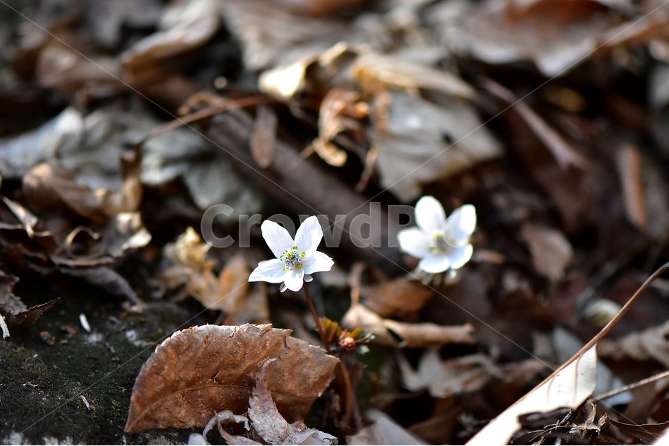변산바람꽃,2018년,3월,야생화,꽃,생태,식물,자연,들꽃,산꽃,봄,감성,힐링,플라워,계절,시즌,wild,Flower,plants,nature,spring,season,배경,나무,목본,풀,초본,미나리아재비과,너도바람꽃속,flower,생태사진,봄꽃,변산,원조,자생지,오리지널,봄,계절,spring,season,식물,자연,plants,nature,꽃,flower,plant