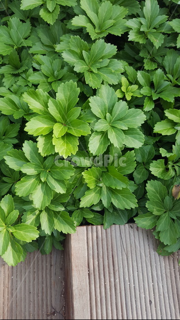 초록이,파릇파릇,식물,편안함,자연,식물,자연,plants,nature