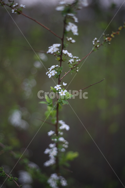 조팝나무,조팝나무꽃,bridalwreath,작은꽃,작은흰꽃,흰꽃,야생화,3월,4월,꽃,봄,봄날,봄꽃,화단,봄화단꽃,자연,식물,plants,nature,flower,spring,아웃포커싱,공원,봄,계절,spring,season,식물,자연,plants,nature,꽃,flower,plant,blossom
