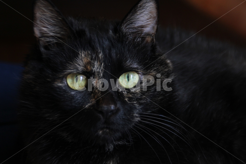 카리스마,고양이,검은고양이,고양이눈,까만고양이,blackcat,블랙캣,캣,동물,애완묘,반려동물,고양이카리스마,고양이눈빛,고양이정면,터키쉬앙고라,터키쉬앙고라믹스묘,동물,animal,포유류,mammal,고양이,cat,kitten,kitty