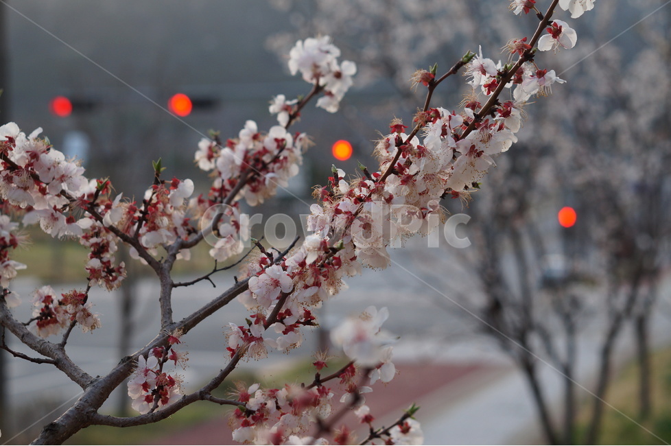 매화,봄,연핑크,길가,저녁,맑음,봄,계절,spring,season,식물,자연,plants,nature,꽃,flower,plant,blossom