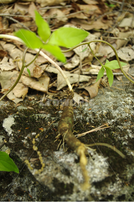 더덕,뿌리,식물,잎,흙,식물,자연,plants,nature