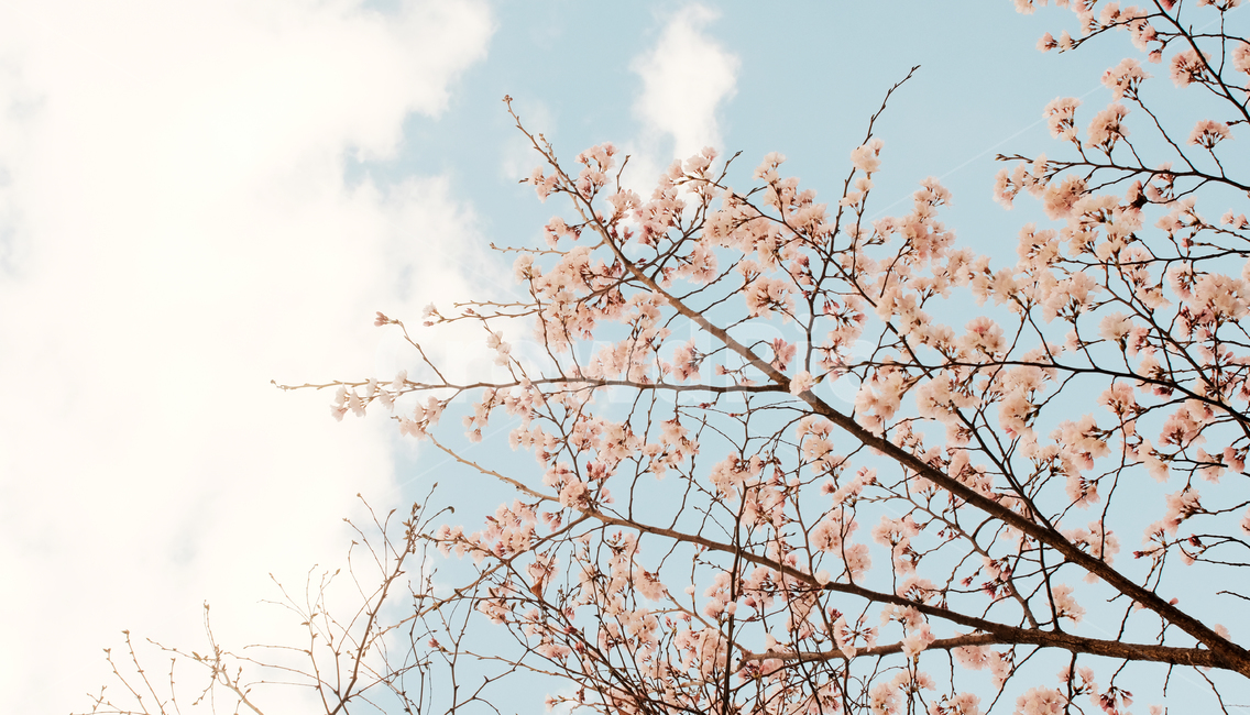 분홍,하늘,구름,봄,꽃,나무,꽃잎,감성,봄,계절,spring,season,자연,풍경,nature,landscape,plant,식물