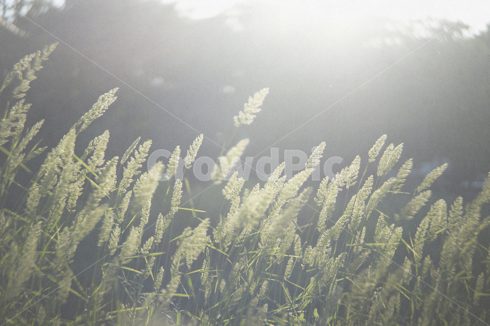 plant,식물,grass,빛,light,감성,눈부신,dazzling,식물,자연,plants,nature