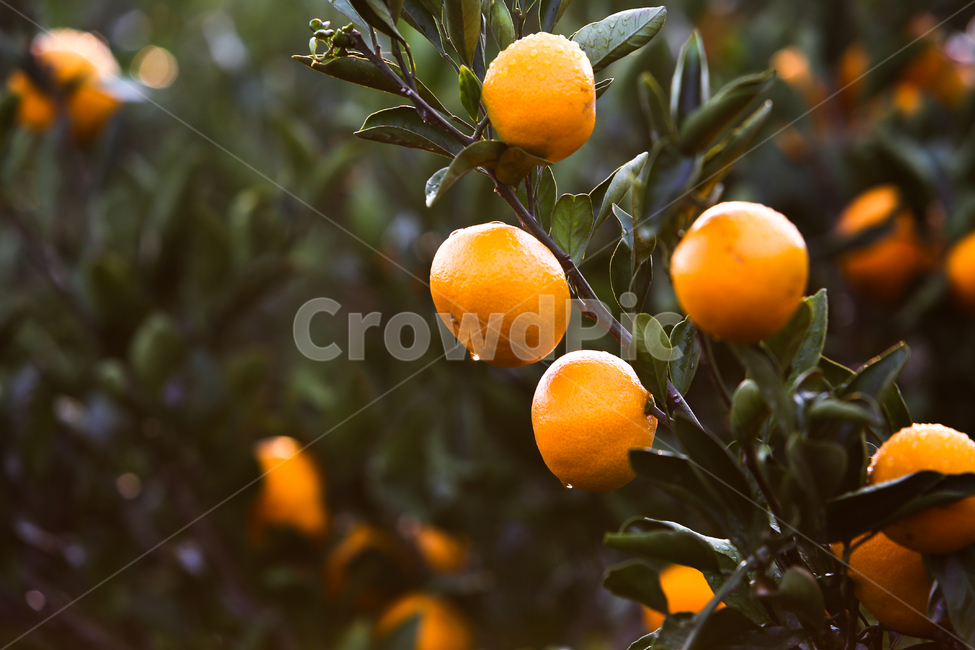 감귤,과일,이슬,싱그러운,신선한,열매,자연,제주도,특산물,나무,농산물,귤나무,과수원,음식,식물,나뭇잎,노랑색,농장,물방울,노란색,동그란,노랑,녹색,초록,잎사귀,싱싱한,야외,조생귤,과일,열매,fruit