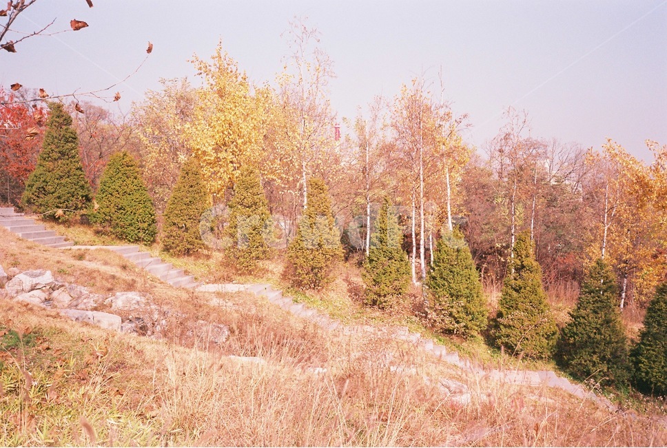 나무,단풍,낙엽,필름사진,분위기있는,감성적인,가을,가을,계절,fall,autumn,season,자연,풍경,nature,landscape,tree,plant,식물,fir,전나무,conifer,구과 식물