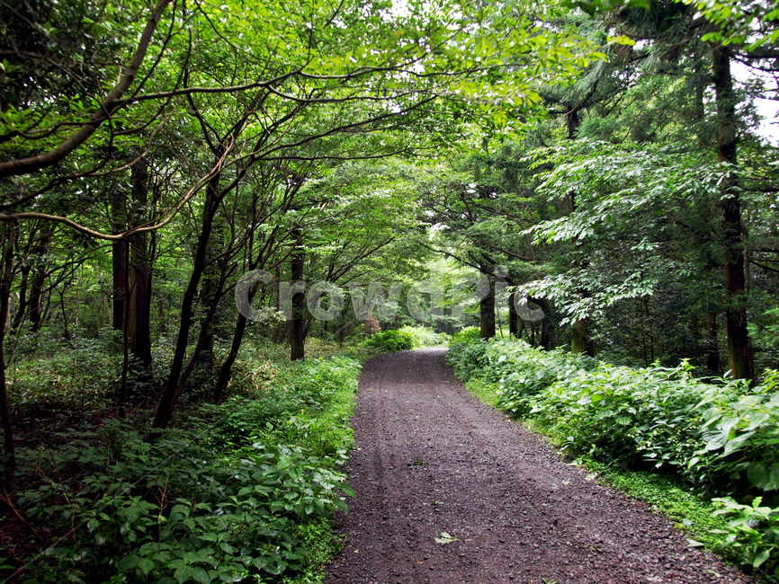 숲,숲길,사려니숲길,제주,자연림,휴양림,힐링,명소,비경,나무,풍경,자연,tree,plant,식물