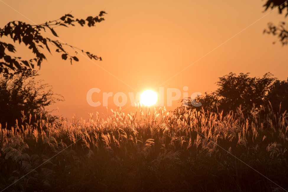 태양,노을,갈대,억새,주황빛,하늘,가을,계절,fall,autumn,season,자연,풍경,nature,landscape,grass,잔디,plant,식물,sunlight,햇빛,outdoors,옥외,flare,플레어,light,빛