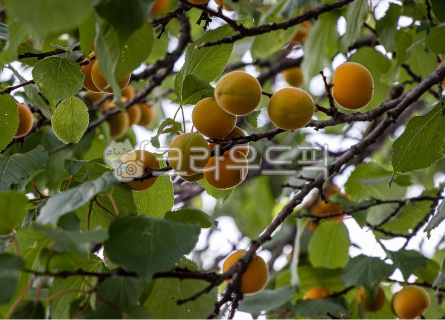 Apricot flavor,summer fruit,fruit,Apricot color,apricot tree,food,apricot,swarm,plant,apricot fruit,Apricot seeds