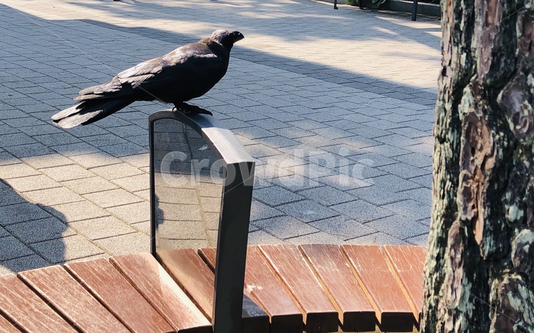 새,까마귀,동물,쉼터,의자,검은새,carrioncrow,자연,여름,힐링,검정새