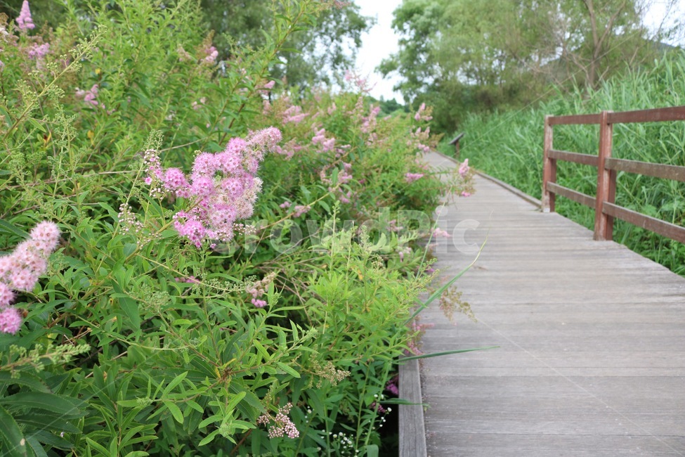 꽃,식물,분홍,초록,길,자연,flower,hana,plants,shokubutsu,pink,pinku,green,midori,road,michi,nature,식물,자연,plants,nature,꽃,flower