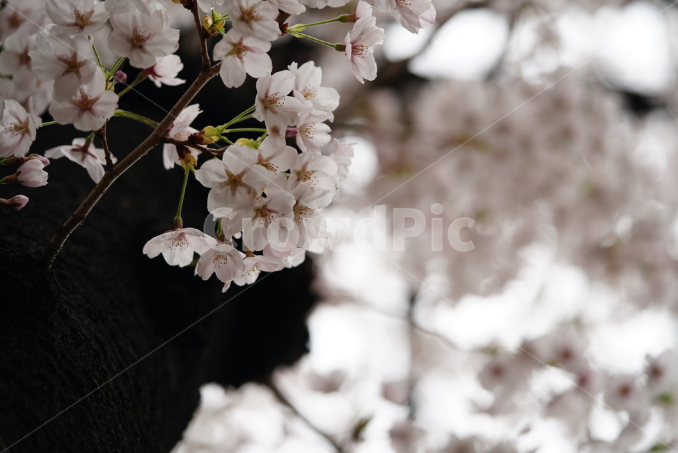 벚꽃,꽃,계절,봄,봄꽃,플라워,flower,날씨,화이트,흰색,하얀색,생명,생물,나무,느낌,감성,봄,계절,spring,season,식물,자연,plants,nature,꽃,flower,plant