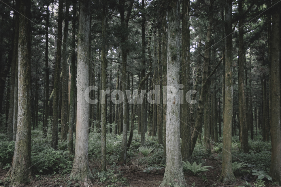 tree,나무,plant,식물,초목,숲,사려니숲,제주도,사려니숲길,비자림로,자연,풍경,nature,landscape