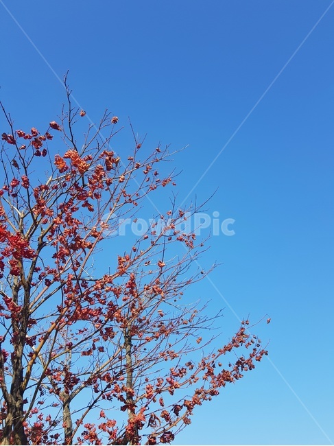 가을,낙엽,단풍,나무,fall,maple,tree,가을,계절,fall,autumn,season,식물,자연,plants,nature,나무,trees,wood,plant