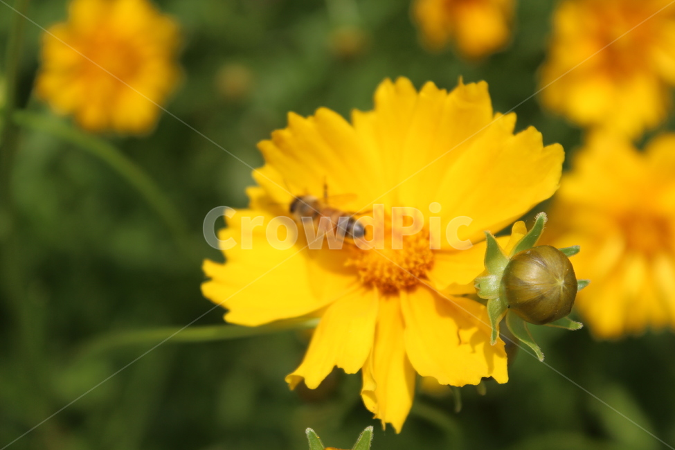 꽃,flower,노란색,벌,꽃에벌