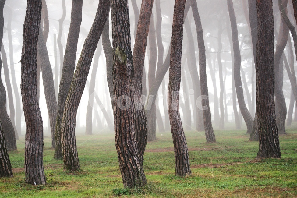 소나무,안개,송호리,영동군,풍경,자연,풍경,nature,landscape,한국자연풍경,한국자연경관,korea nature landscape,식물,plants,나무,trees,wood,tree,plant,tree trunk,나무 줄기