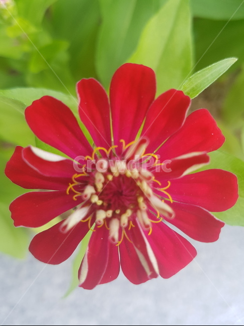 꽃,자연,식물,빨강,곷잎,정원,식물,자연,plants,nature,꽃,flower
