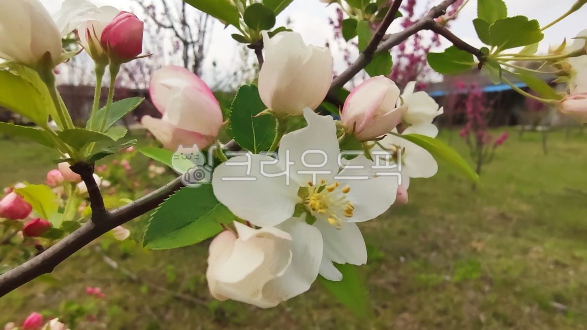 꽃사과,꽃사과나무,사과꽃,malusprunifolia,벚잎꽃사과,돌사과,plant,식물,blossom,flower,꽃,petal,꽃잎