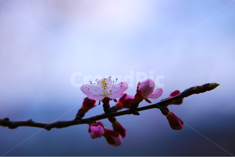꽃,벗꽃,하늘,자연,나무,예쁜색,봄,계절,spring,season,식물,자연,plants,nature,꽃,flower,plant