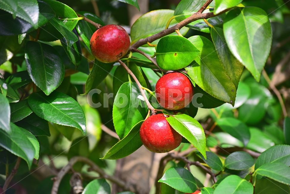 동백나무,열매,씨앗,동백열매,빨강색,아열대식물,식물,나무열매,plant,leaves,tree,background,배경,백그라운드,바탕,광택,잎새,잎사귀,이파리,과일,열매,fruit