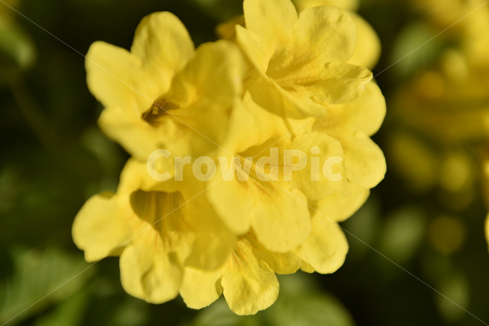 plant,식물,pollen,화분,flower,꽃