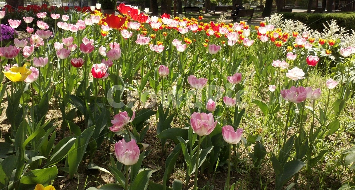 튤립,tulip,백합과,식물,꽃,구근초,여러해살이화초,식물,자연,plants,nature,꽃,flower