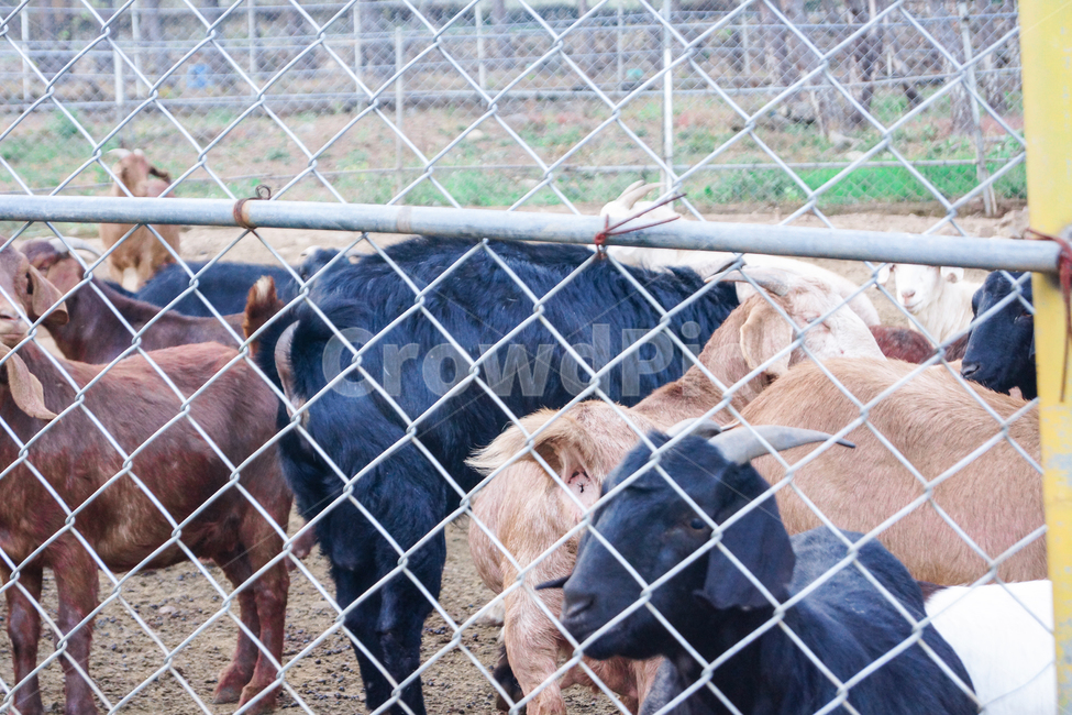 염소,흑염소,산,염소들,동물들,동물,animal,포유류,mammal,산업,industry,industrial,목축업,목장,livestock farming,ranching,pasture