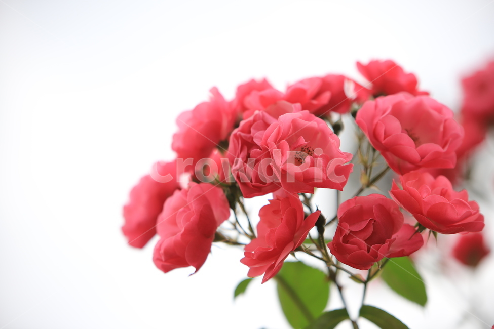 장미,꽃,식물,5월의장미,감성사진,식물,자연,plants,nature,꽃,flower