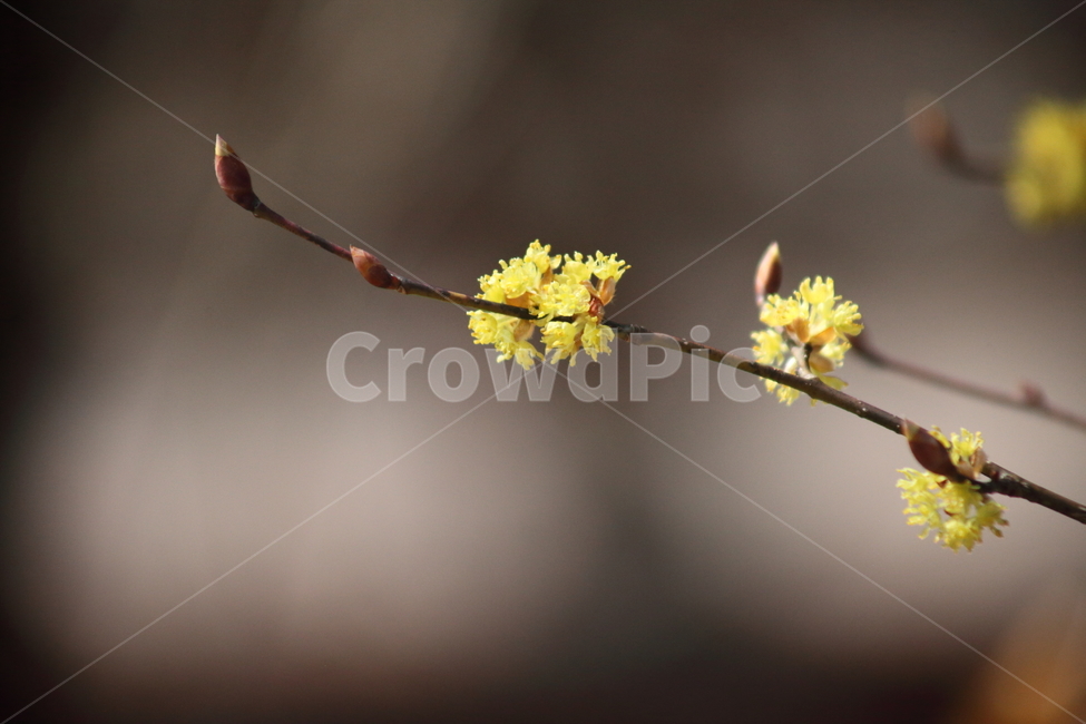 꽃,생강나무,식물,봄,japanesespicebush,봄,계절,spring,season,식물,자연,plants,nature,꽃,flower,plant,blossom