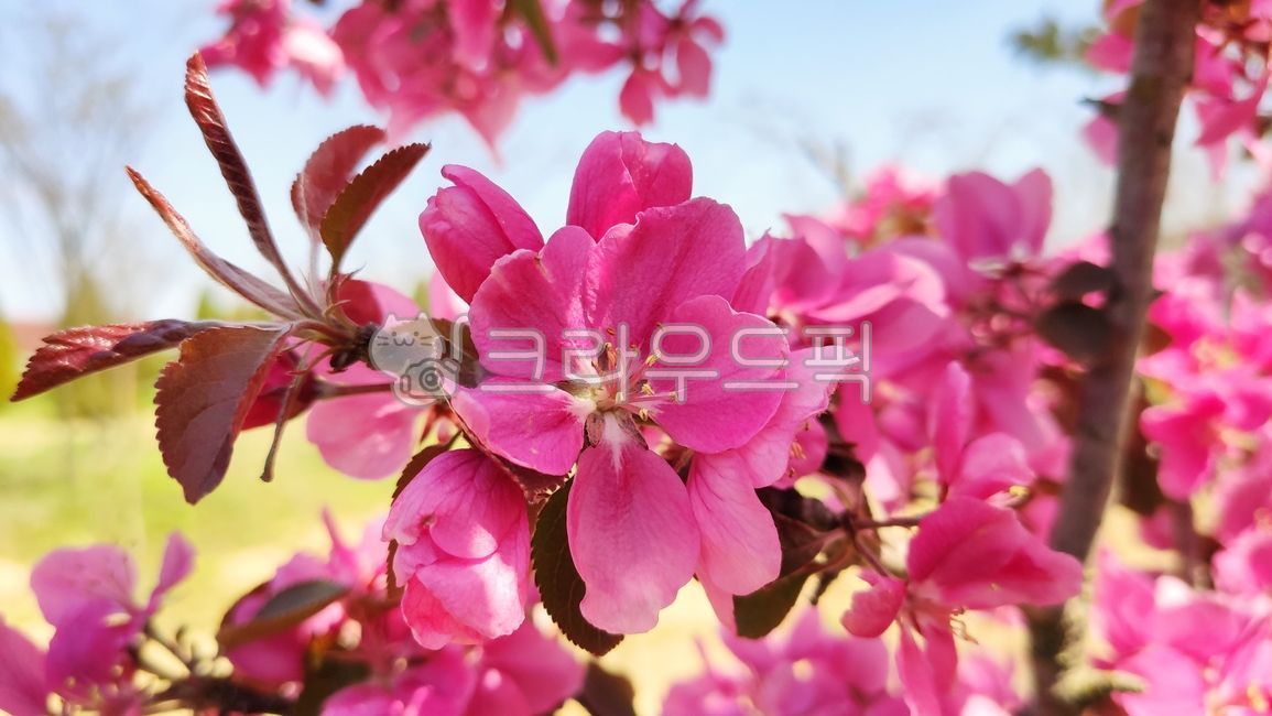 apple blossom,malusfloribunda,stone apple,blossom,plant,flower apple tree,flower apple,Cherry Leaf Flower Apple Tree,flower