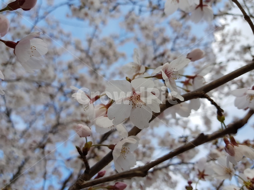 꽃,식물,벚꽃,봄,봄꽃,plant,blossom,flower