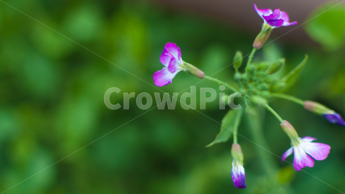 꽃,풀,봄,유채꽃,자연,유채,spring,flower,nature,봄,계절,spring,season,식물,자연,plants,nature,꽃,flower,blossom,geranium,제라늄,plant