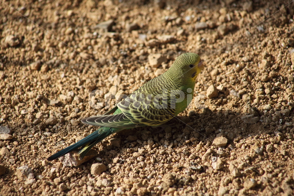 앵무,새,동물원,parrot,bird,앵무새,작은새,동물,animal,조류,새,birds