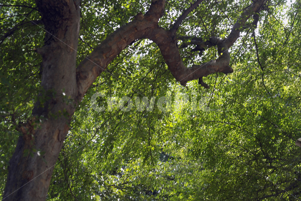 느티나무,나무,큰나무,풍경,풀,나뭇잎,식물,자연,plants,nature,나무,trees,wood