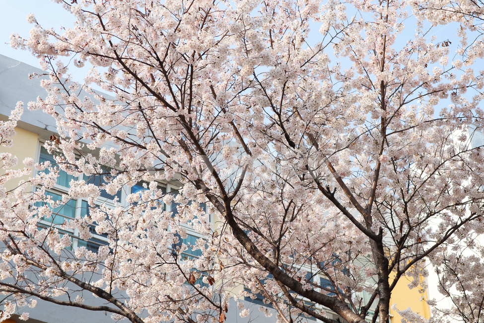 봄,꽃,벚꽃,하늘,벚꽃축제,봄나들이,소풍,식물,나무,감성사진,자연